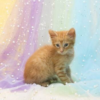 Irish Spring-C -  Domestic Short Hair Cat for Adoption in East St. Louis, Illinois - Irish Spring-C | PetCurious