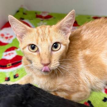 Rella -  Domestic Short Hair Cat for Adoption in Stillwater, Oklahoma - Rella | PetCurious