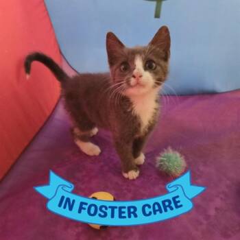 FIONA -  Domestic Short Hair Cat for Adoption in Tallahassee, Florida - FIONA | PetCurious