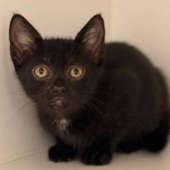 Eliana -  Domestic Short Hair Cat for Adoption in Cumming, Georgia - Eliana | PetCurious
