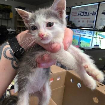 Boxer -  Domestic Short Hair Cat for Adoption in Elfin Forest, California - Boxer | PetCurious