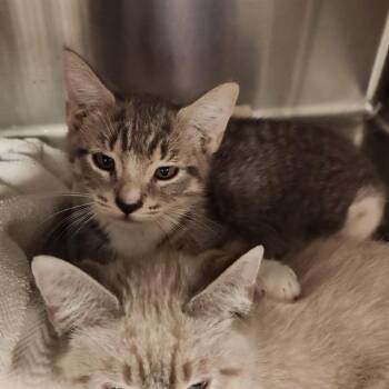 DALE -  Domestic Short Hair Cat for Adoption - DALE | PetCurious