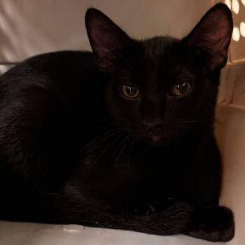 Dupree -  Domestic Short Hair Cat for Adoption in Lynchburg, Virginia - Dupree | PetCurious
