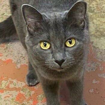 Rescue Domestic Medium Hair Cats for Adoption in Tunica, Mississippi - Smokey | PetCurious
