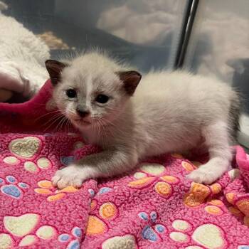 Divus Crewel -  Siamese and Snowshoe Cat for Adoption in Westminster, California - Divus Crewel | PetCurious