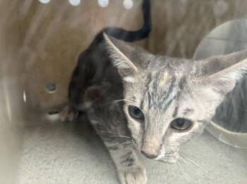 VINEYARD 2 -  Domestic Short Hair Cat for Adoption in Rancho Cucamonga, California - VINEYARD 2 | PetCurious