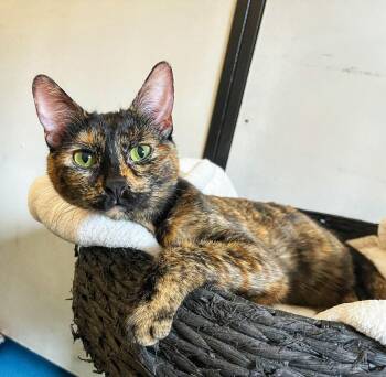 Tortoiseshell Cats Available for Adoption in Toronto, Ontario - Mim | PetCurious