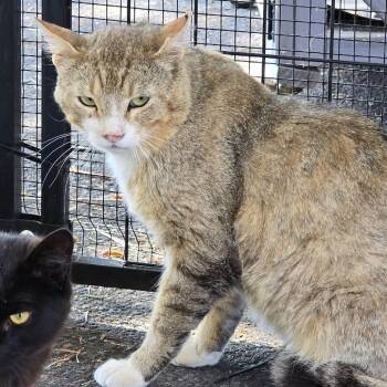 Crunch -  Domestic Short Hair Cat for Adoption in Klamath Falls, Oregon - Crunch | PetCurious