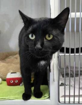 Rescue Domestic Short Hair Cats for Adoption in Atlanta, Georgia - Magic Mike (Leuk +) | PetCurious