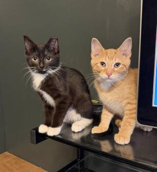 Valentine -  Domestic Short Hair Cat for Adoption in Chicago, Illinois - Valentine | PetCurious