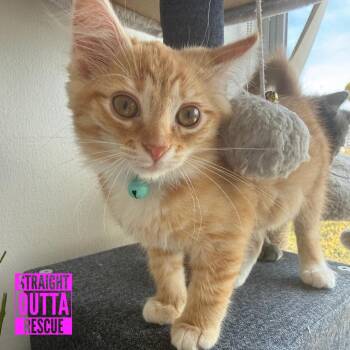 Thunderkit -  Domestic Long Hair Cat for Adoption in Vancouver, British Columbia - Thunderkit | PetCurious