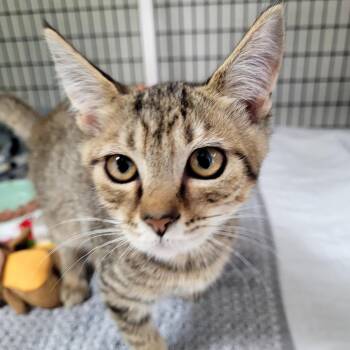 Scooter -  Domestic Short Hair Cat for Adoption in Belfair, Washington - Scooter | PetCurious