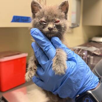 Anastasia -  Domestic Medium Hair Cat for Adoption in Columbus, Georgia - Anastasia | PetCurious