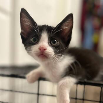 Rescue Domestic Short Hair Cats for Adoption in Santa Ana, California - Felixx | PetCurious