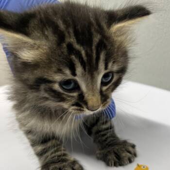 Domestic Long Hair Cats Available for Adoption in Tampa, Florida - Kyrice | PetCurious