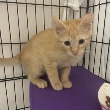 Bubba -  Domestic Short Hair Cat for Adoption in Branson, Missouri - Bubba | PetCurious