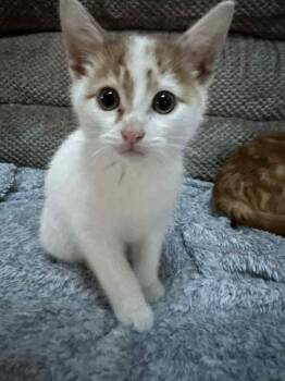 Rescue Domestic Short Hair Cats for Adoption in Reeseville, Wisconsin - Ratatouille | PetCurious