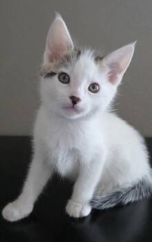 Domestic Short Hair and Tabby Cats Available for Adoption - Nico | PetCurious