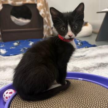 Mega Bat -  Domestic Short Hair Cat Available for Adoption in West Palm Beach, Florida - Mega Bat | PetCurious