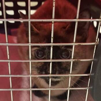 Siamese Cats Available for Adoption - Sasha 2 | PetCurious