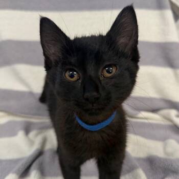 Root Beer -  Domestic Short Hair Cat for Adoption in Newberg, Oregon - Root Beer | PetCurious