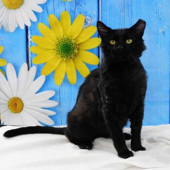 Edgar -  Domestic Short Hair Cat for Adoption in Canton, Illinois - Edgar | PetCurious