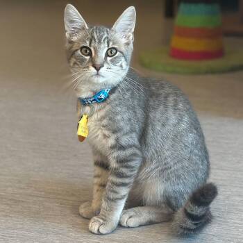 Chap -  Domestic Short Hair Cat for Adoption in Port Washington, New York - Chap | PetCurious