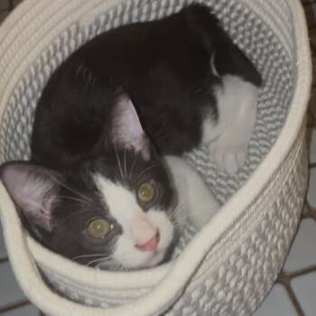 Rescue American Bobtail Cats for Adoption in Jena, Louisiana - Zippy | PetCurious