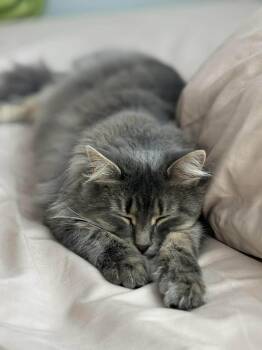 Domestic Long Hair Cats Available for Adoption - Flora | PetCurious