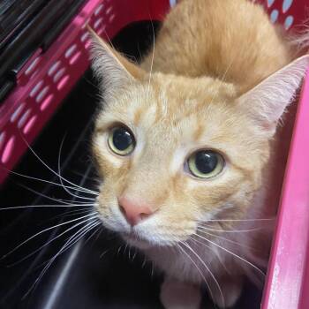 Ernie -  Domestic Short Hair Cat for Adoption in Allentown, Pennsylvania - Ernie | PetCurious