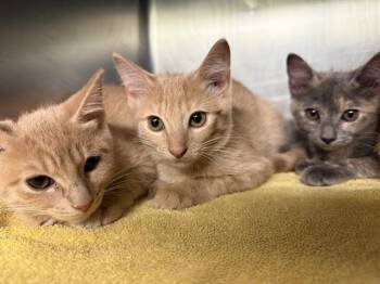 TAMMY -  Domestic Short Hair Cat for Adoption in Grand Prairie, Texas - TAMMY | PetCurious