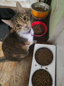 American Shorthair Cats Available for Adoption - Emi | PetCurious