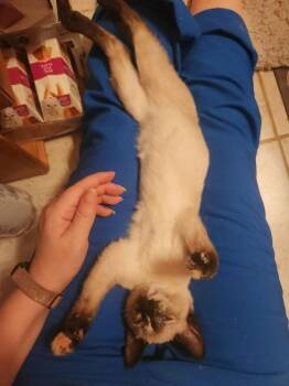 Marmalade NO CHIP ADAMS -  Siamese Cat for Adoption in Dallas, Texas - Marmalade NO CHIP ADAMS | PetCurious