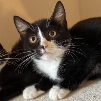Rossellini -  Tuxedo and Domestic Short Hair Cat for Adoption in UNIVERSITY PA, Maryland - Rossellini | PetCurious