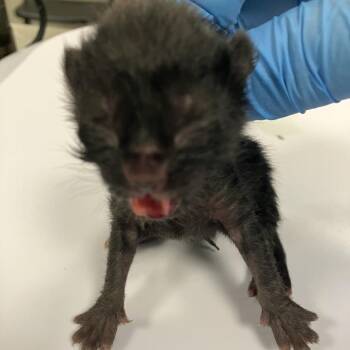 Domestic Medium Hair Cats Available for Adoption - Lindsay | PetCurious