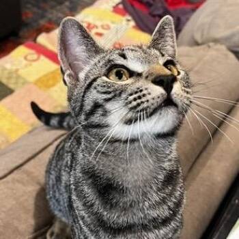 Eustace -  Domestic Short Hair Cat for Adoption in Springfield, Oregon - Eustace | PetCurious