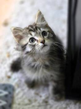 Dave -  Domestic Short Hair Cat for Adoption in Herndon, Virginia - Dave | PetCurious