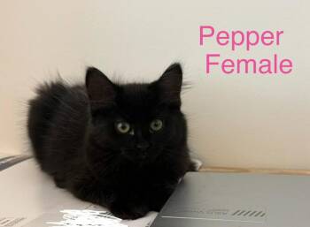 Domestic Medium Hair Cats Available for Adoption in Darien, Georgia - Pepper G | PetCurious