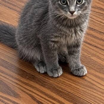 Mango -  Domestic Long Hair Cat for Adoption in Mantua Township, New Jersey - Mango | PetCurious