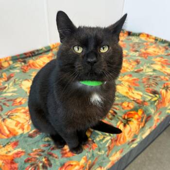 Domestic Short Hair Cats Available for Adoption - Ryker Midnight | PetCurious