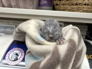 A1936350 -  Domestic Short Hair Cat for Adoption in Thousand Palms, California - A1936350 | PetCurious