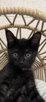 Rescue Domestic Short Hair Cats for Adoption in Lebanon, Kentucky - Raspurr | PetCurious