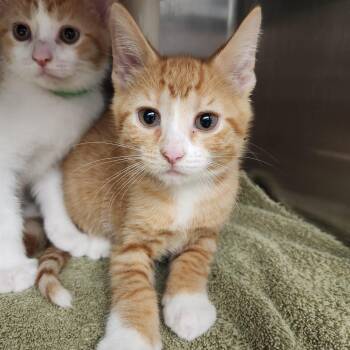 Rusty -  Domestic Short Hair Cat for Adoption in Fort Wayne, Indiana - Rusty | PetCurious