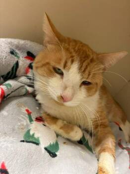 Papa Angel -  Domestic Short Hair Cat for Adoption in Windsor, Connecticut - Papa Angel | PetCurious