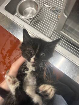 Domestic Short Hair Cats Available for Adoption in Douglasville, Georgia - Topaz | PetCurious
