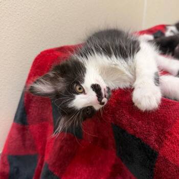 Mary Lou -  Domestic Long Hair Cat for Adoption in Enfield, New Hampshire - Mary Lou | PetCurious