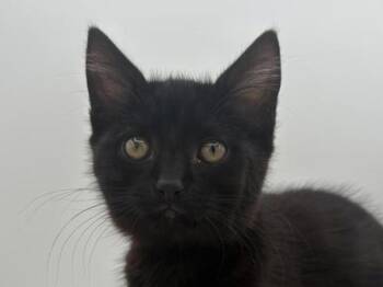 Flubber -  Domestic Short Hair Cat Available for Adoption in Portland, Oregon - Flubber | PetCurious
