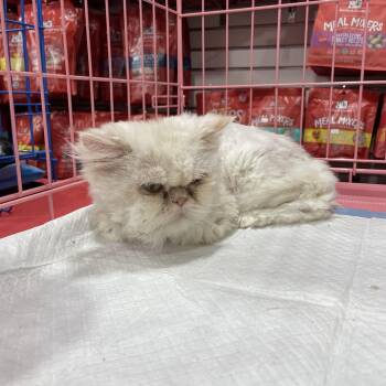 Persian Cats Available for Adoption - Fluffudin | PetCurious