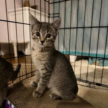 Little Bear -  Domestic Short Hair Cat for Adoption in Hampton Bays, New York - Little Bear | PetCurious