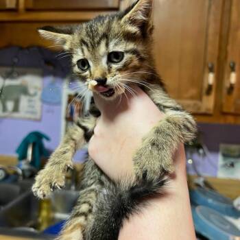 Diamond -  Domestic Short Hair Cat for Adoption in Chattanooga, Tennessee - Diamond | PetCurious